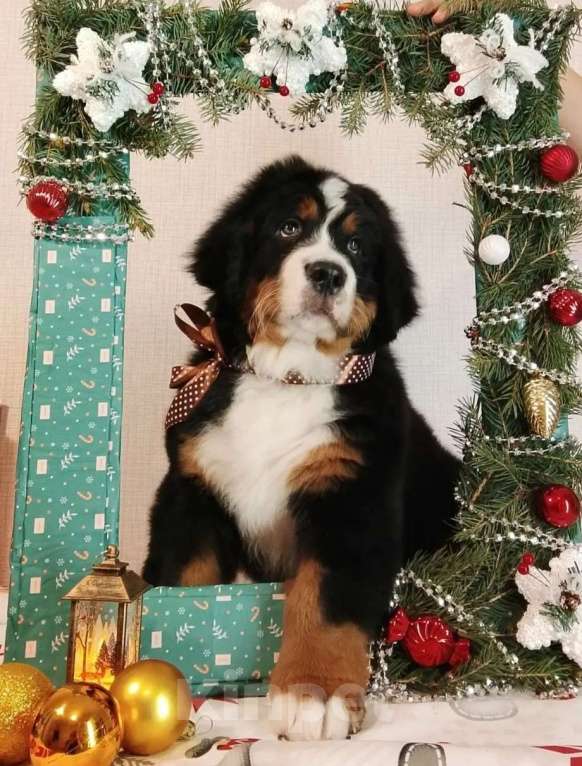 Собаки в Новосибирске: Бернский зенненхунд Мальчик, 150 000 руб. - фото 3