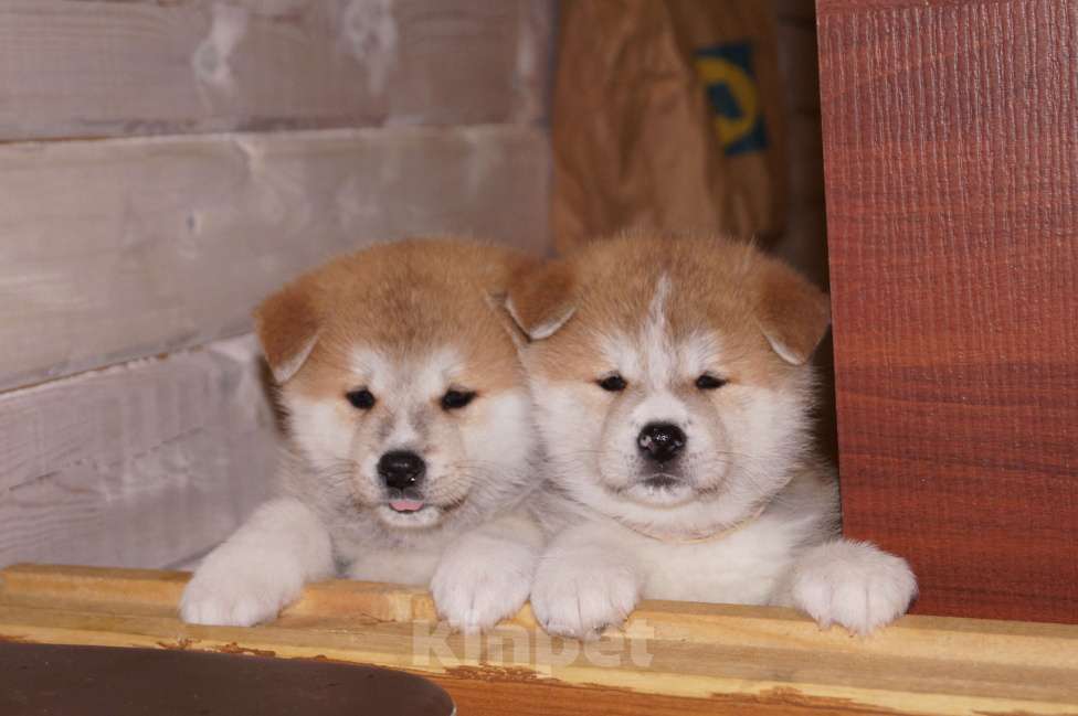 Собаки в Казани: японская акита Девочка, 40 000 руб. - фото 1