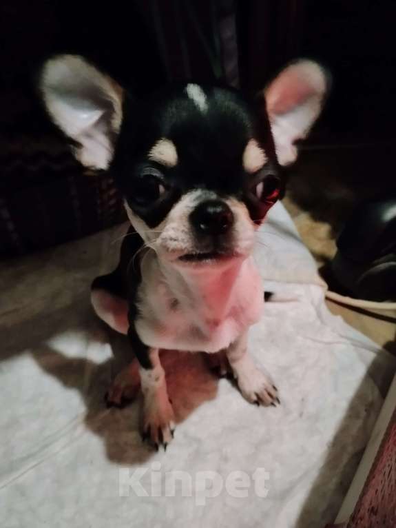 Собаки в Орле: Мини девочка, чихуахуа Девочка, 35 000 руб. - фото 4