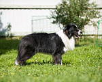 Собаки в Новосибирске: Предлагаеться к вязке. кобель БОРДЕР КОЛЛИ. Мальчик, Бесплатно - фото 5
