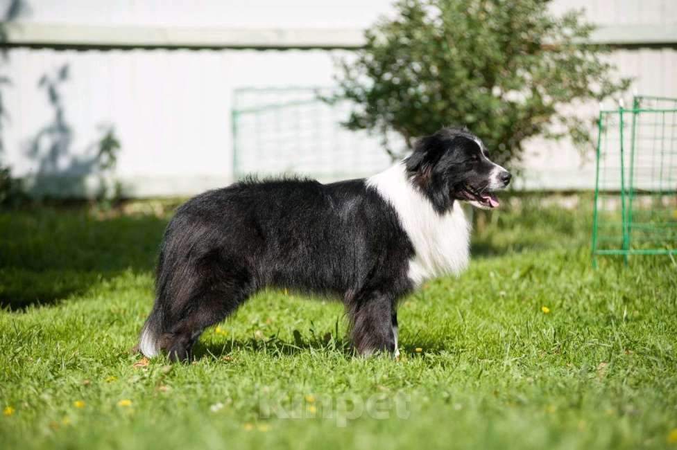 Собаки в Новосибирске: Предлагаеться к вязке. кобель БОРДЕР КОЛЛИ. Мальчик, Бесплатно - фото 5