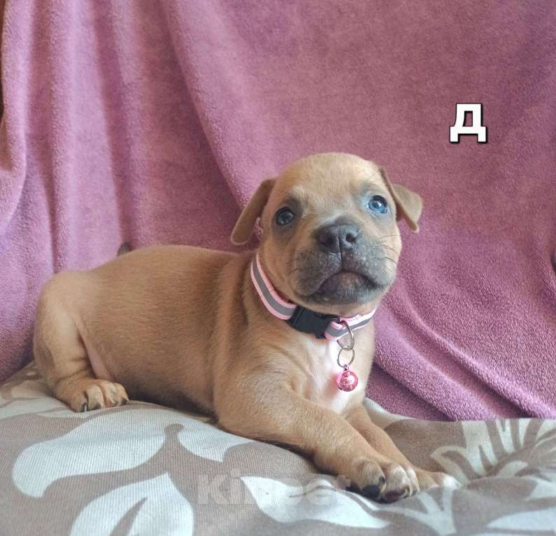 Собаки в Самаре: Очаровательнве щенки амстаффа Мальчик, 80 000 руб. - фото 5