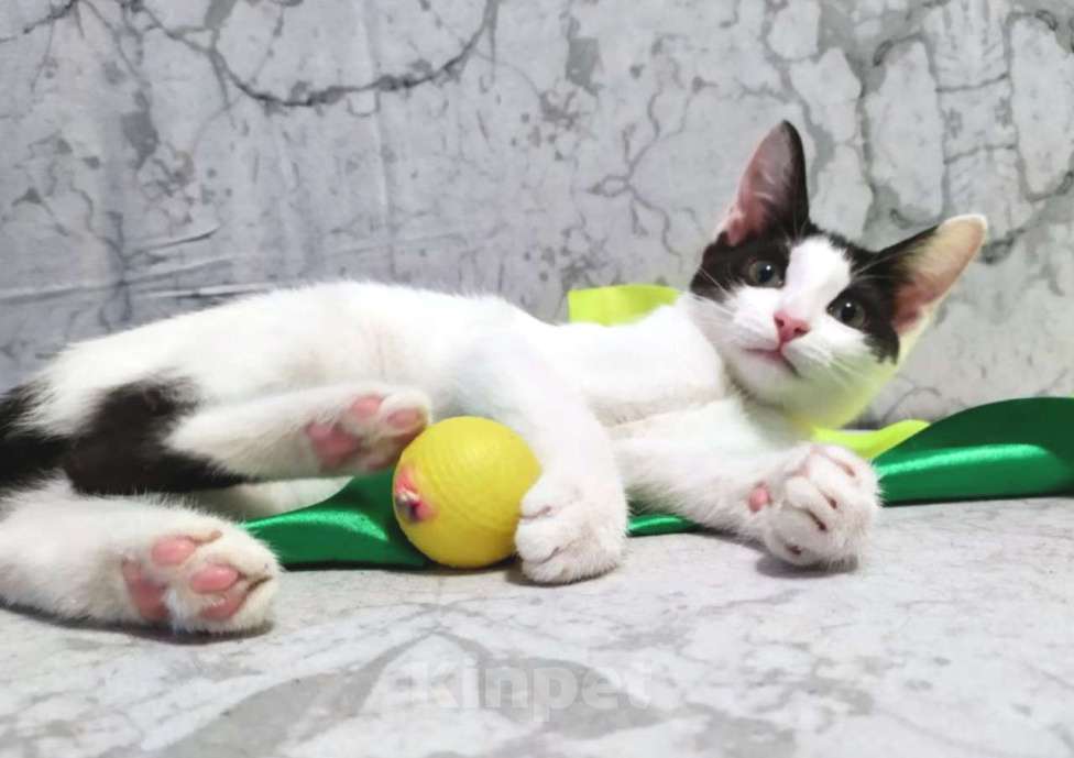 Кошки в Москве: Хелло, Китти! Котенок в добрые руки.  Девочка, Бесплатно - фото 5