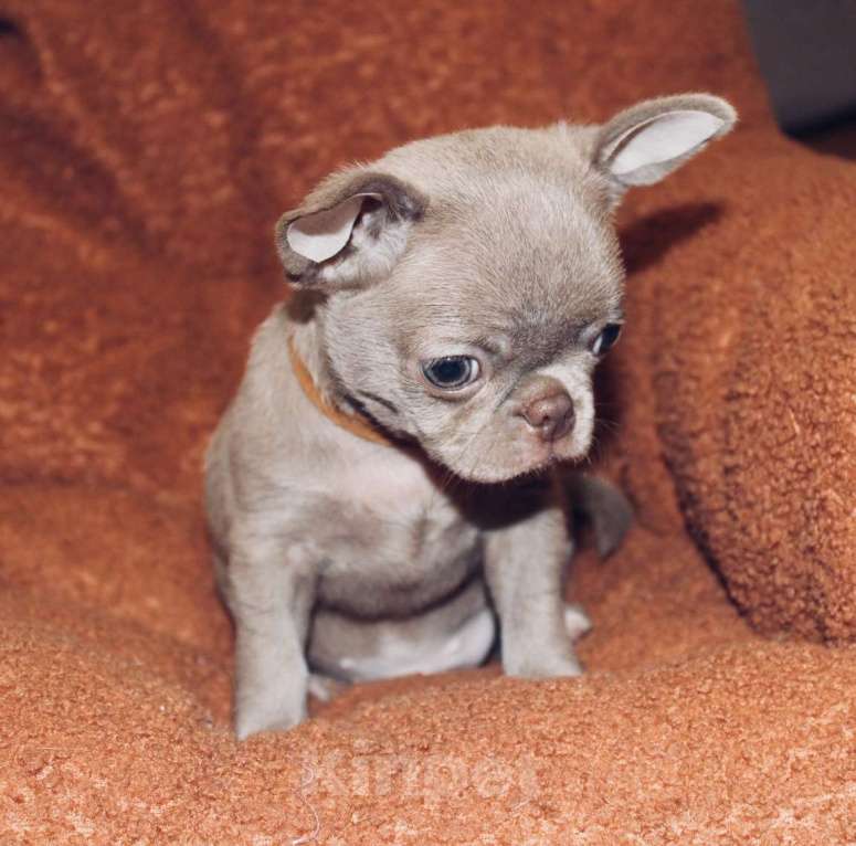 Собаки в Ижевске: Арчи Мальчик, 65 000 руб. - фото 1