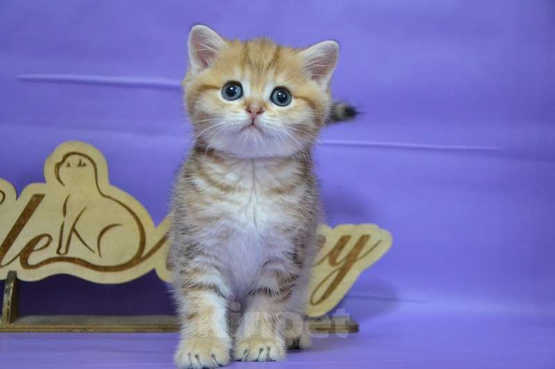 Кошки в Москве: Мальчик страйтик в золотой щубке Мальчик, 35 000 руб. - фото 2