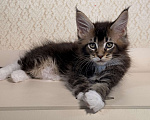 Кошки в Москве: Котенок Мейн Кун Мальчик, 70 000 руб. - фото 1