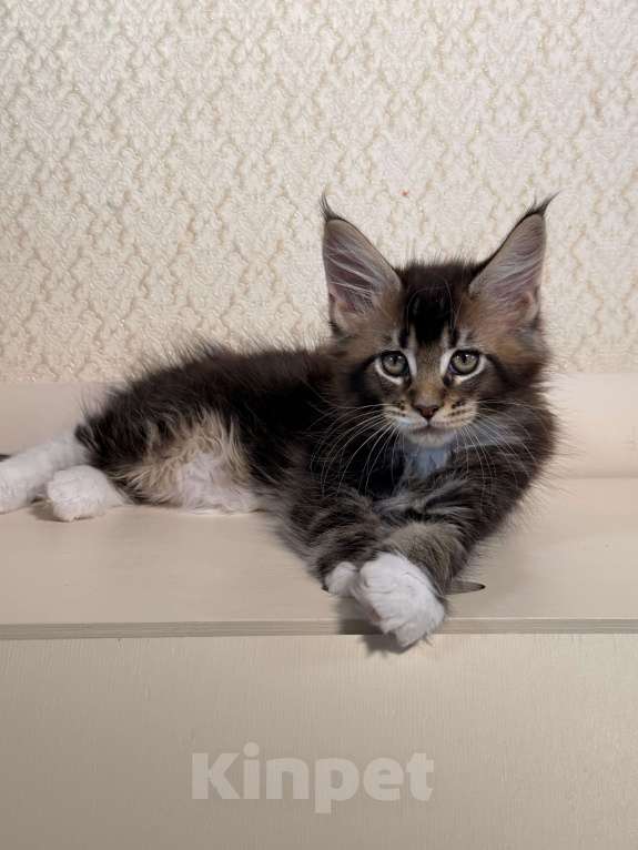 Кошки в Москве: Котенок Мейн Кун Мальчик, 70 000 руб. - фото 1