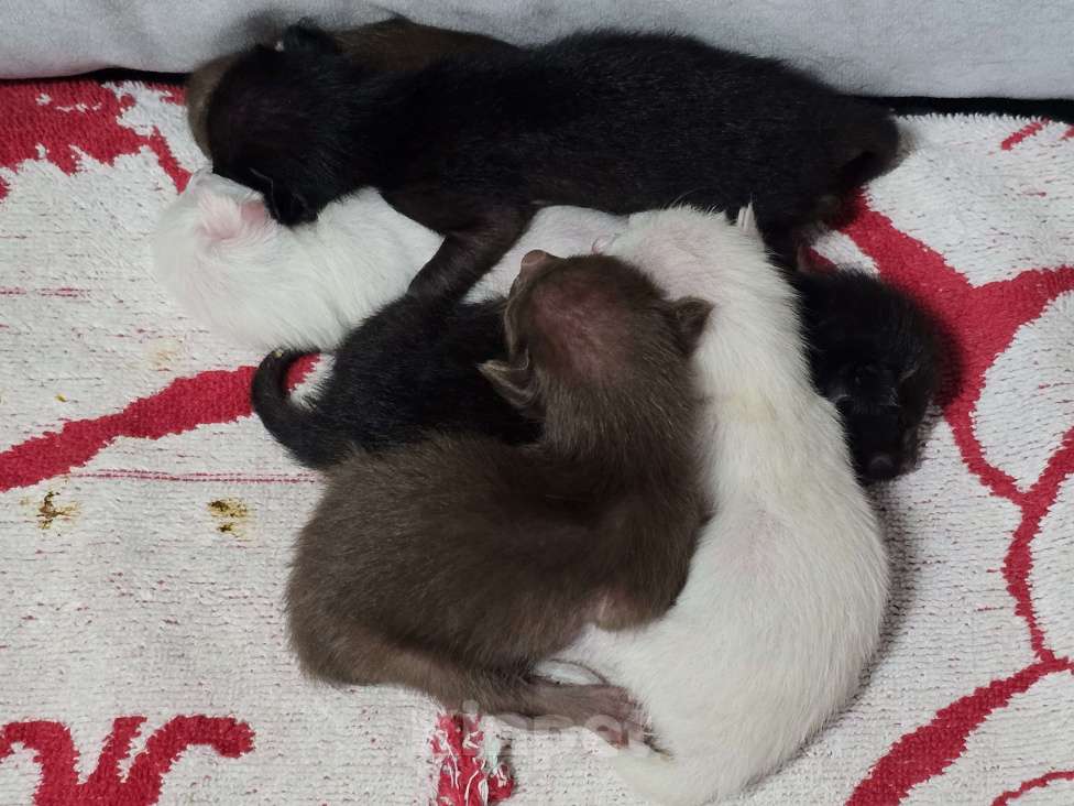 Кошки в Липецке:  Чистокровные ориенталы (классика) Девочка, 40 000 руб. - фото 3