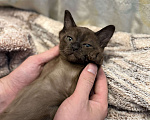 Кошки в других городах Ленинградской области: Бурманские котятки 🩷 Мальчик, 32 000 руб. - фото 6