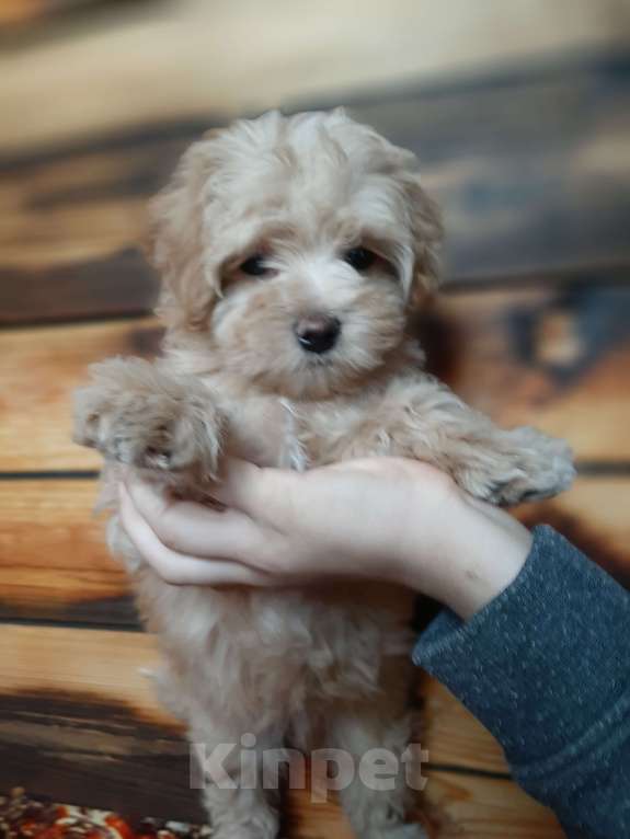 Собаки в Москве: Мальтипу f1 mini принцесса Девочка, 130 000 руб. - фото 3