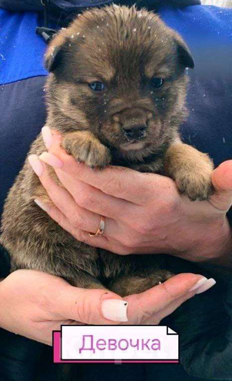 Собаки в Лебедяни: в добрые руки две малышки из липецкой обл Девочка, Бесплатно - фото 1
