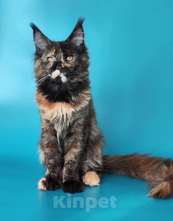 Кошки в Комсомольске-На-Амуре: Котенок мейн кун Девочка, 100 000 руб. - фото 5