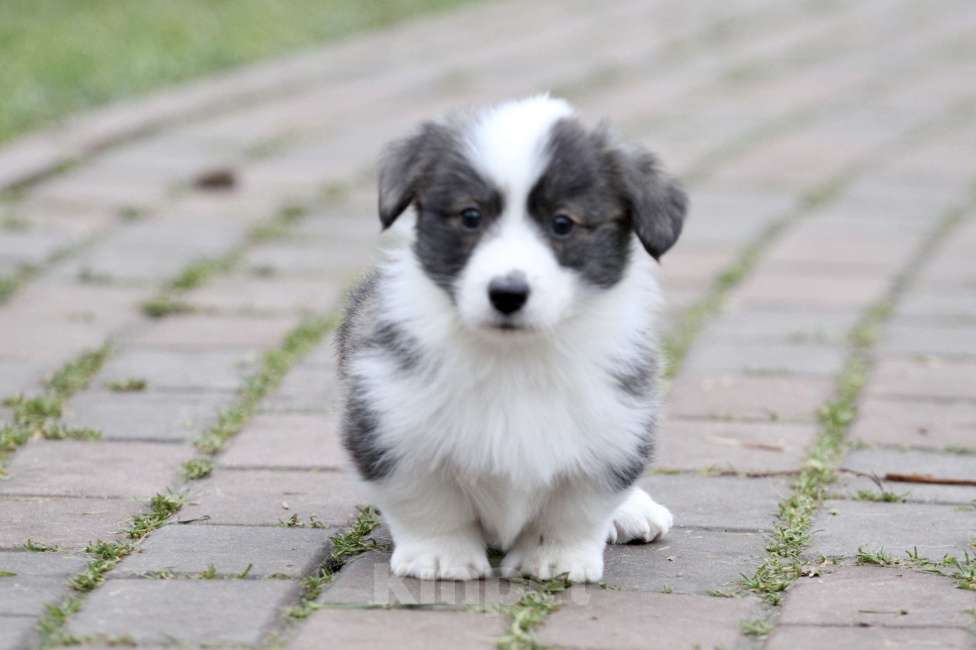 Собаки в Москве: Вельш корги кардиган-мальчик Мальчик, 50 000 руб. - фото 8