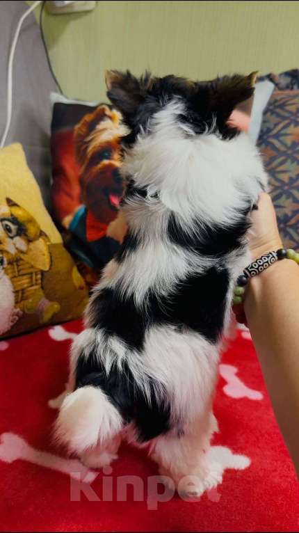 Собаки в Симферополе: бивер терьер Мальчик, 70 000 руб. - фото 1