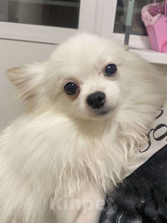 Собаки в Самаре: Шпиц Девочка, 19 000 руб. - фото 5