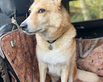 Собаки в других городах Московской области: Потерялась любимая собака Девочка, 50 000 руб. - фото 2