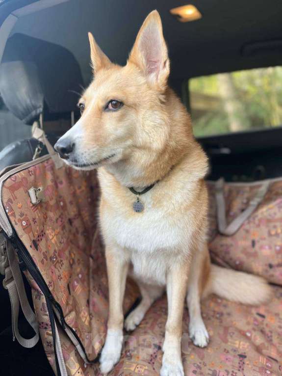 Собаки в других городах Московской области: Потерялась любимая собака Девочка, 50 000 руб. - фото 2