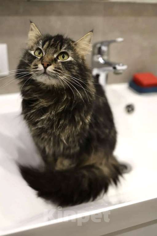 Кошки в Москве: Пушистая кошка в добрые руки Девочка, Бесплатно - фото 6