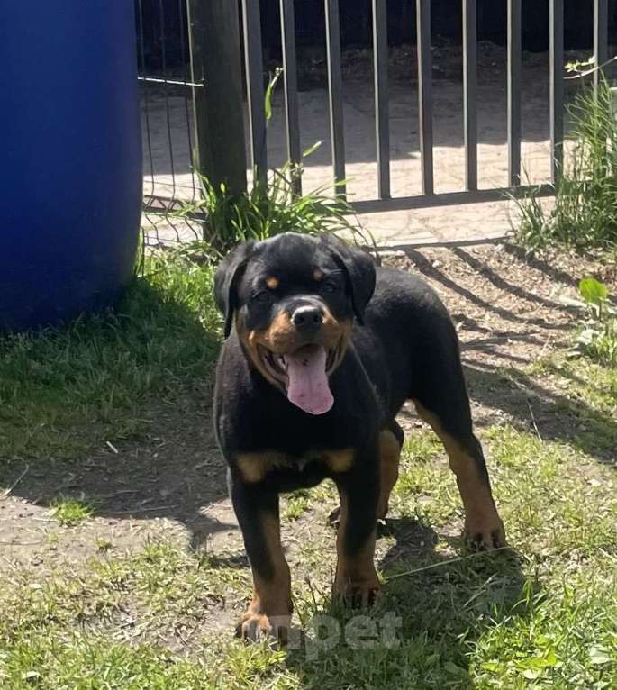 Собаки в других городах Ленинградской области: Щенок ротвейлера Мальчик, 60 000 руб. - фото 3