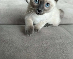 Кошки в Москве: Котята меконгского бобтейла Мальчик, Бесплатно - фото 3