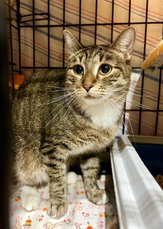 Кошки в Москве: Обаятельная полосатая кошка Риччи в добрые руки Девочка, Бесплатно - фото 2