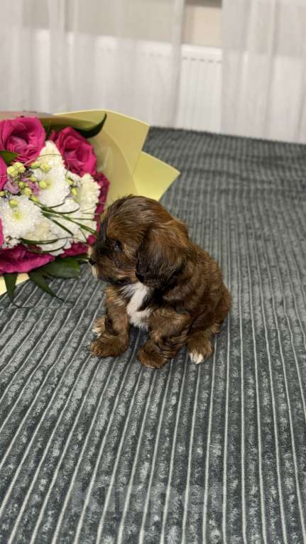 Собаки в других городах Воронежской области: Щенки мальтипу Мальчик, Бесплатно - фото 3