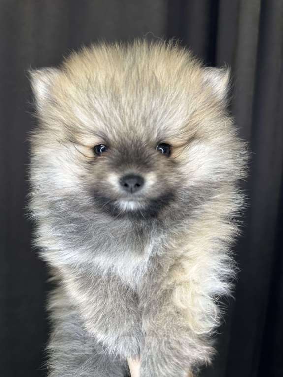 Собаки в Калининграде:  порода померанский шпиц Мальчик, 35 000 руб. - фото 4