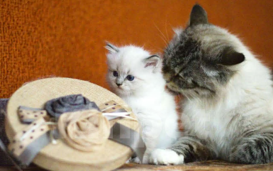 Кошки в Санкт-Петербурге: котенок невская маскарадная Девочка, 60 000 руб. - фото 2