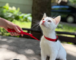 Кошки в Королеве: Котенок Мальчик, Бесплатно - фото 7