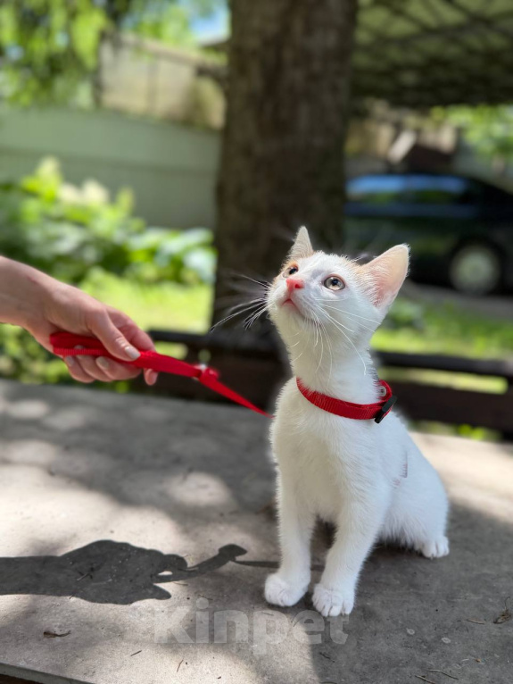 Кошки в Королеве: Котенок Мальчик, Бесплатно - фото 7