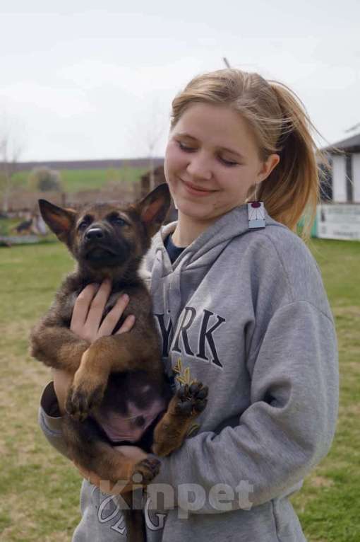 Собаки в Анапе: Продаются потрясающие щенки немецкой овчарки  Девочка, 60 000 руб. - фото 6