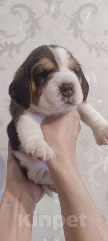 Собаки в Рязани: Щенки Бигль Мальчик, Бесплатно - фото 2