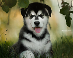 Собаки в Гатчине: Черно - белая девочка аляскинского маламут  Девочка, 50 000 руб. - фото 2