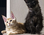 Кошки в Москве: Котята мейн-кун Мальчик, 40 000 руб. - фото 9