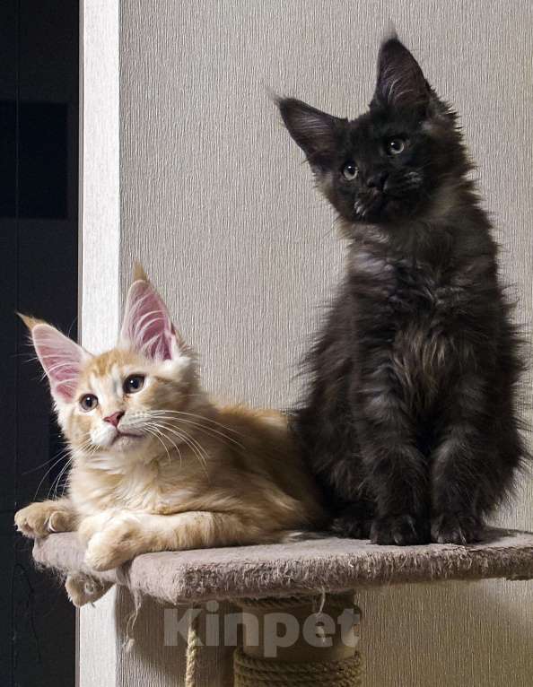 Кошки в Москве: Котята мейн-кун Мальчик, 40 000 руб. - фото 9