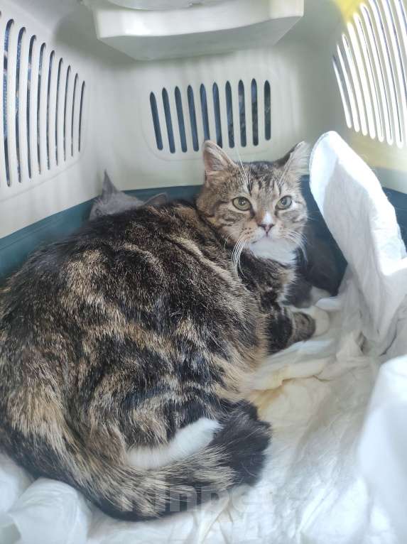 Кошки в Кудрово: Уютная Ариша - это самая комфортная кошечка для семьи Девочка, Бесплатно - фото 9