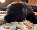 Собаки в Домодедово: Продаётся щенок лабрадора Девочка, 50 000 руб. - фото 2