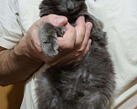 Кошки в Лянторе: Продам, 15 000 руб. - фото 3