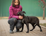 Собаки в Москве: Молодой пёс Лукас из приюта ищет дом Мальчик, 10 руб. - фото 6