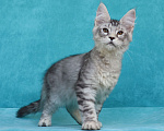 Кошки в Мытищах: Котенок Мейн-кун Мальчик, 200 000 руб. - фото 6