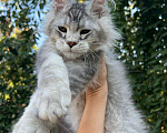 Кошки в Липецке: Котята мейн-кун Девочка, 60 000 руб. - фото 2