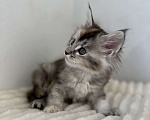Кошки в Москве: Мейн-кун котенок девочка на серебре Девочка, 60 000 руб. - фото 5