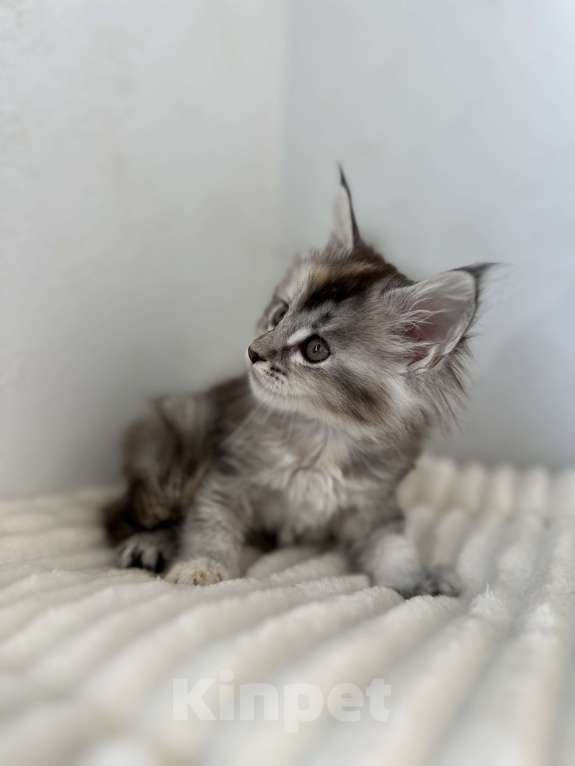 Кошки в Москве: Мейн-кун котенок девочка на серебре Девочка, 60 000 руб. - фото 5