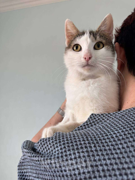 Кошки в Москве: Нежная Лизавета мечтает о доме Девочка, Бесплатно - фото 5