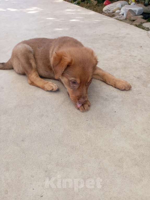 Собаки в других городах Краснодарского края: Добрый песик Мальчик, Бесплатно - фото 2