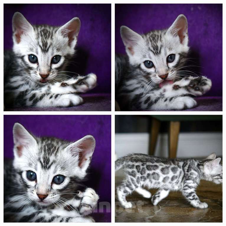 Кошки в Москве: Бенгальский котенок серебро Девочка, Бесплатно - фото 3