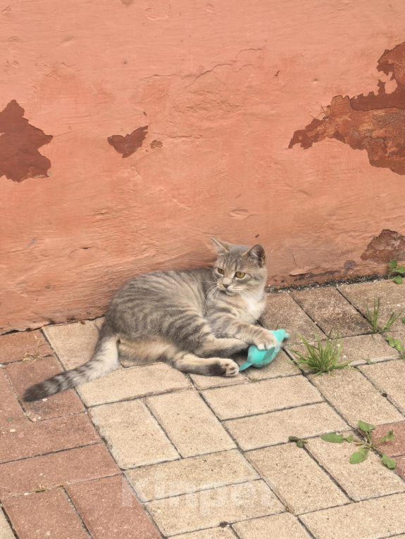Кошки в Белгороде: Кошечка Муся ищет дом! Девочка, Бесплатно - фото 3