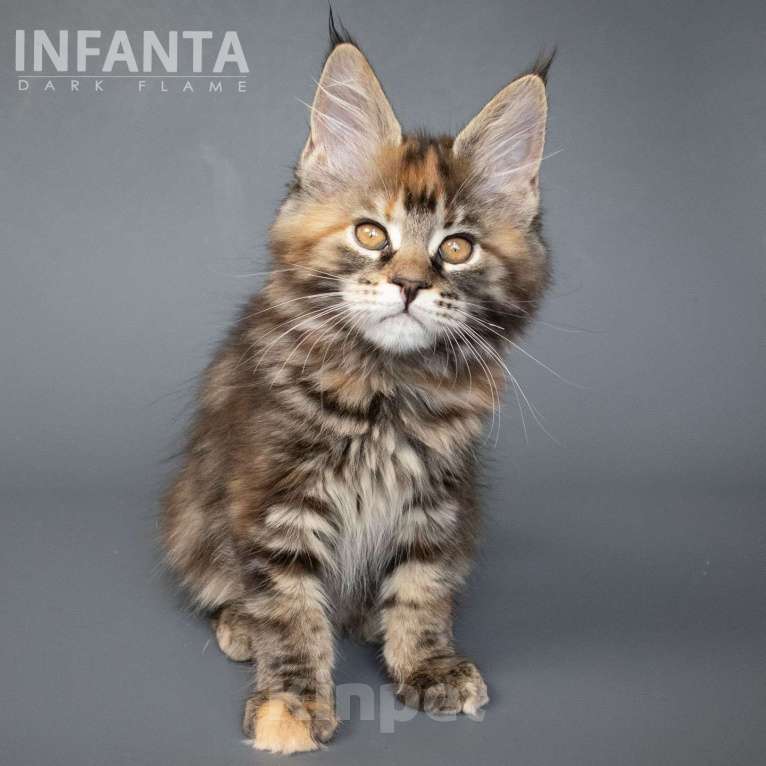 Кошки в других городах Воронежской области: Infanta Dark Flame Девочка, 50 000 руб. - фото 2