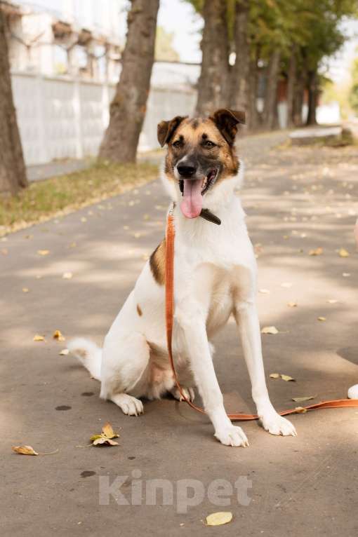Собаки в Москве: Амур Мальчик, 300 руб. - фото 3