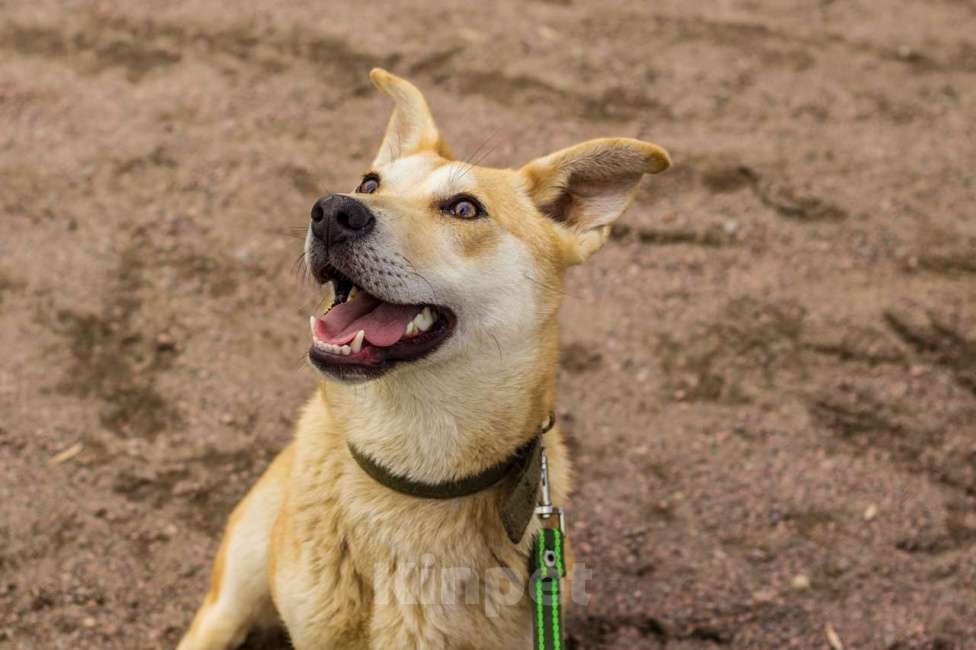Собаки в Санкт-Петербурге: Собачка размером с корги ищет дом Девочка, Бесплатно - фото 6